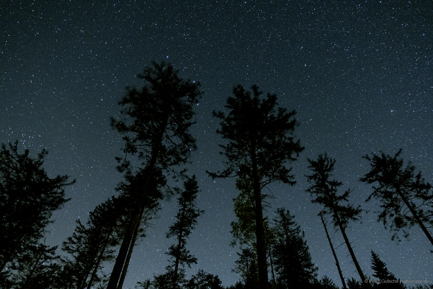 The dark silhouettes of single trees, seen from below, with the starry sky behind.