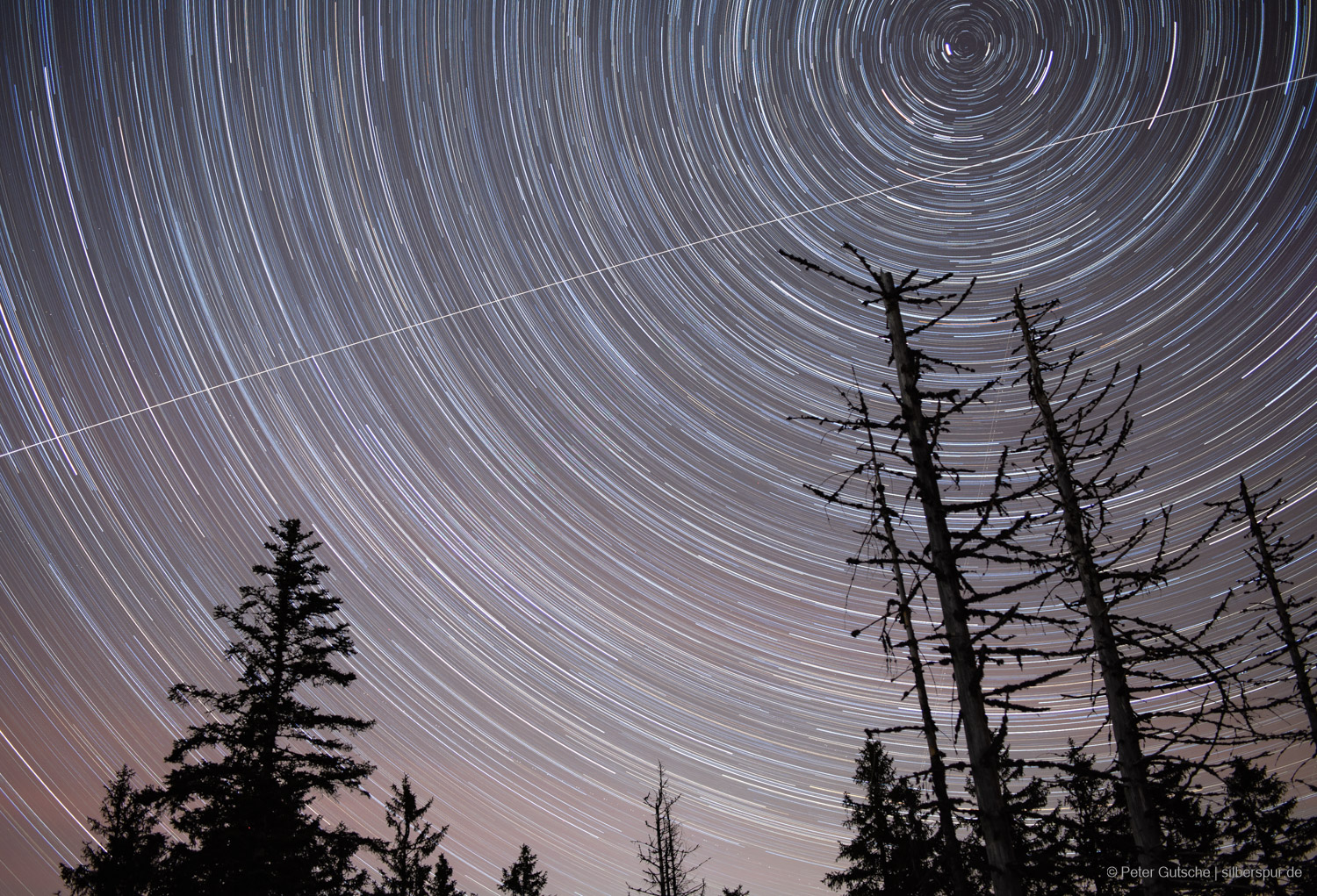 Star trails with concentric circles around the celestial pole. In the foreground, the silhouettes of a few partially dead trees. The ISS traces a long straight line through the entire image.