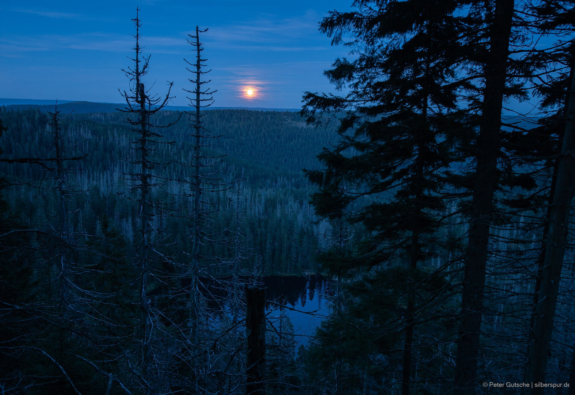 In the twilight, a view opens up between dark coniferous trees down to a remote, basin-like lake, whose still surface reflects the deep blue of the evening sky. The lake lies hidden in a dense forest preserve, where lush green, needle-bearing trees contrast with pale, dead skeletal trees. Over the distant mountain slopes, the full moon is visible.