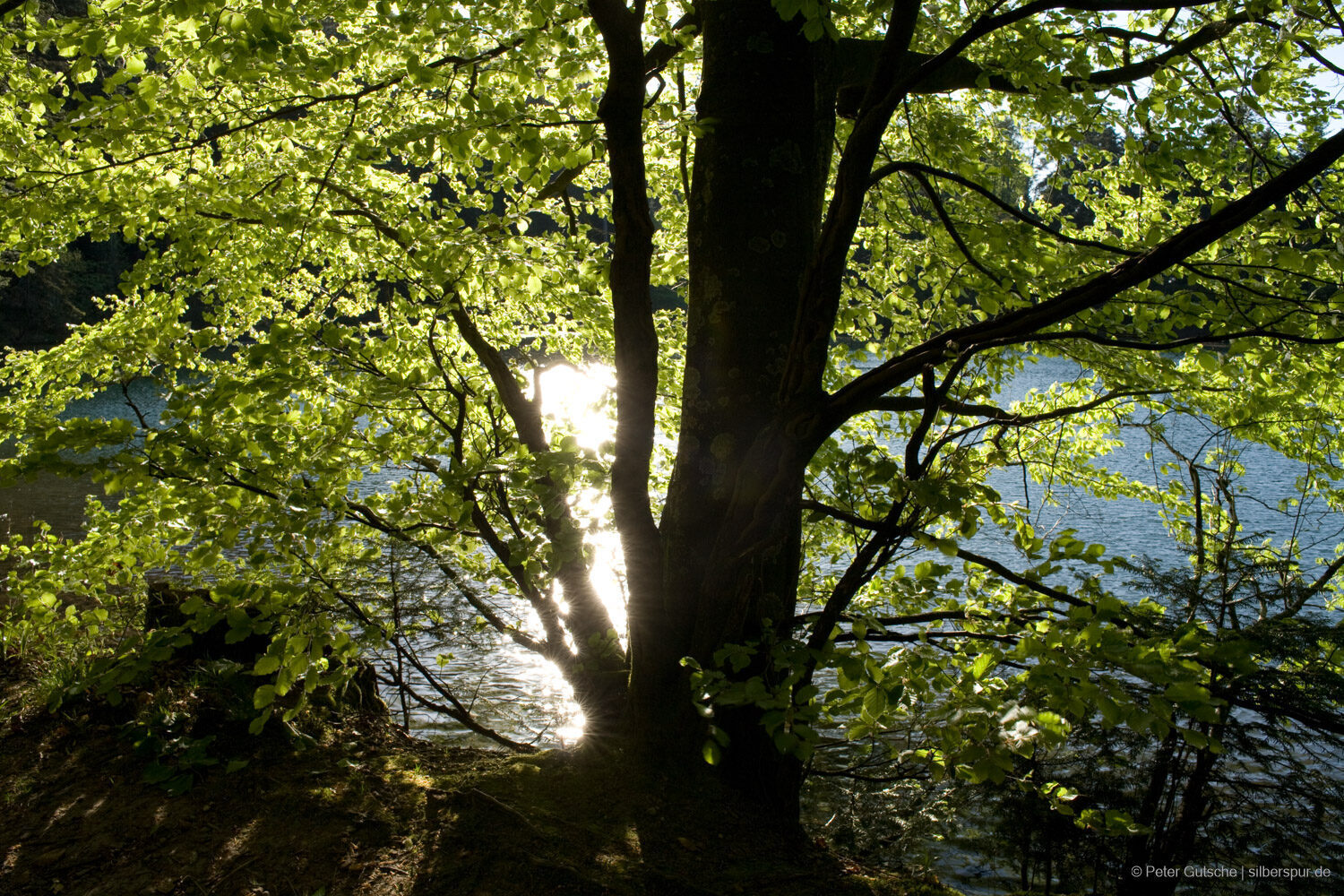 A beech tree at a lake shore illuminated back light. Behind the tree, the water of the lake reflects the sun light brightly.