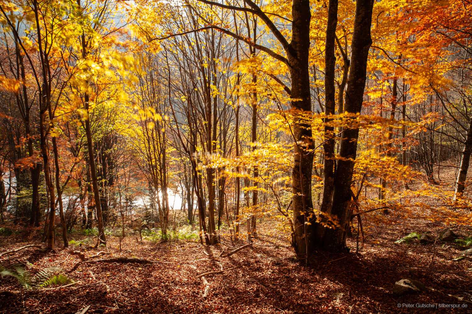 A lake seen through beech forest yellow in autumn. The photo is taken back light, so the sun light shines behind the leaves and the lake brightly reflects the sun light which shines through the branches.
