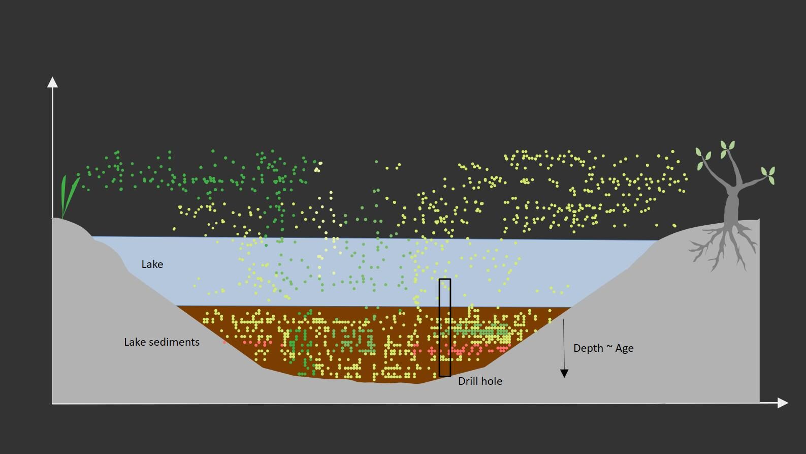Schematic cross-section of a lake with two different plant species at the shore that emit pollen (presented by dots with different color). It is shown how pollen sink down to the lake and get sedimented on the ground in different depth.